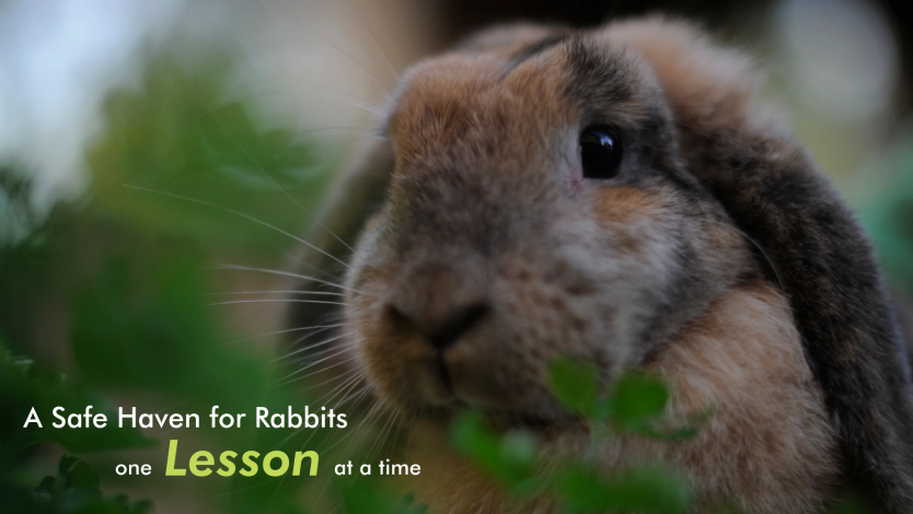 rabbitat poster picture